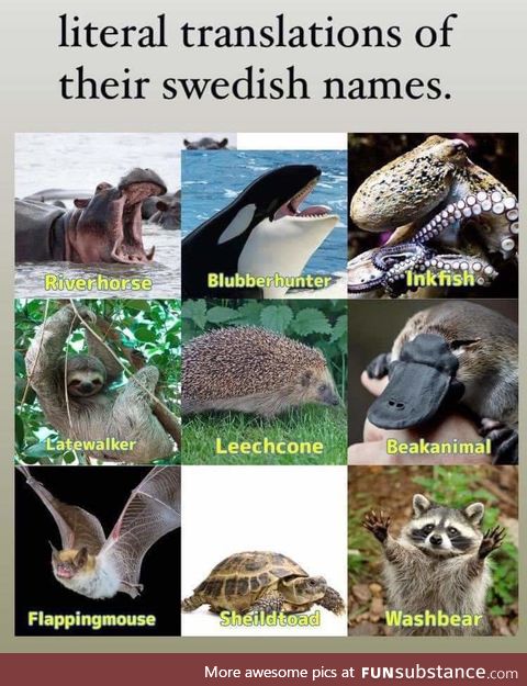 Literal animals