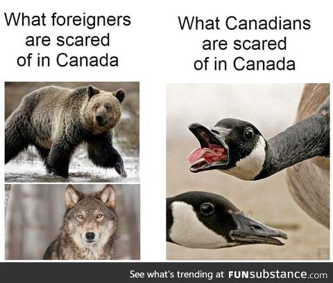 What foreigners are afraid of in Canada vs what Canadians are scared of