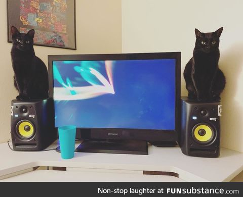 Bass kitties