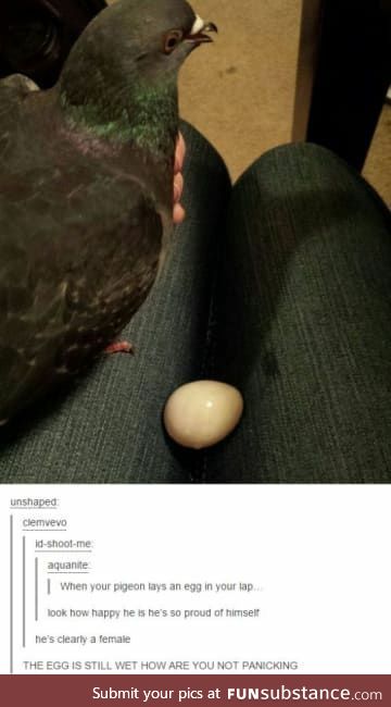 Pigeon lays an egg in your lap