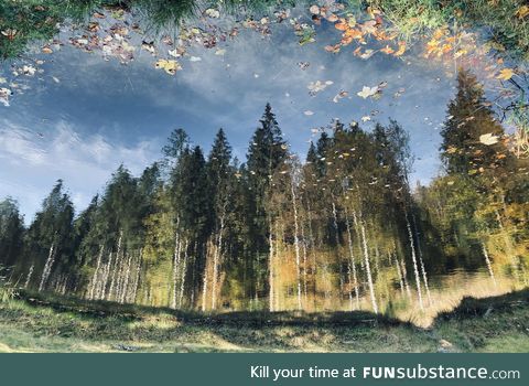 Autumn forest reflecting in a pond