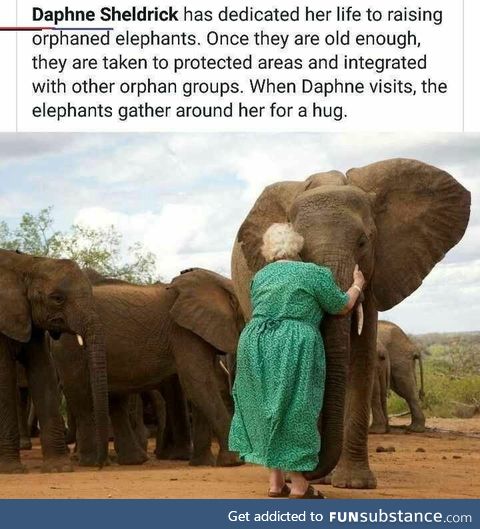 Hug the elephants