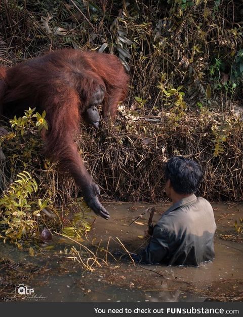 This orangutan helping a man get out of snake-infested waters. Pic credit : Anil