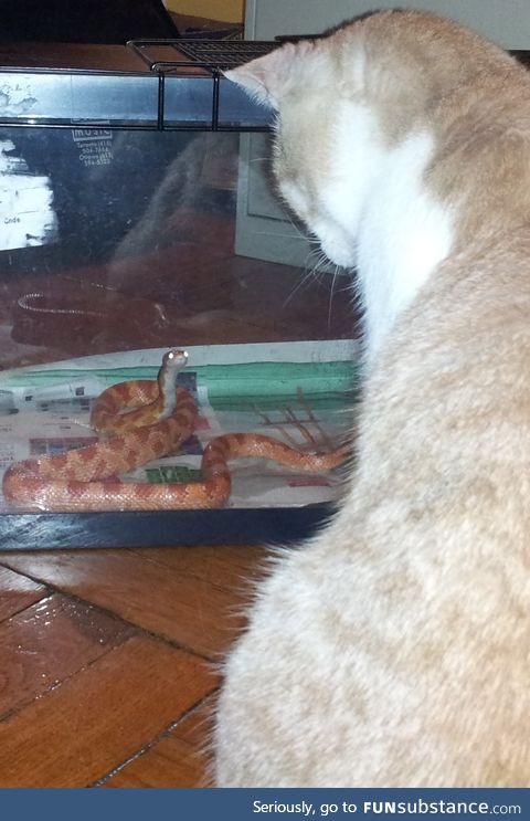 Who knew a snake and Cat could be so friendly?