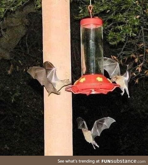 "Mommy, the hummingbirds look funny...."