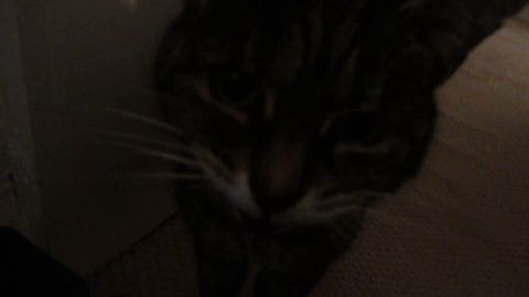 Deaf Cat Doesn't know how loud she is