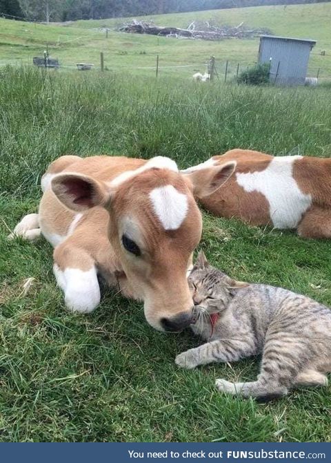 Moo with meow