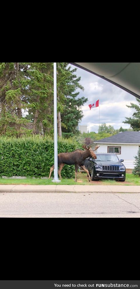 As Canadian as it gets. ( Calgary Alberta )