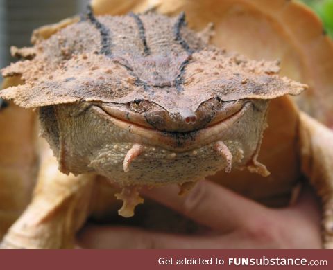 Scientists have discovered a new species of Mata mata turtle in South America