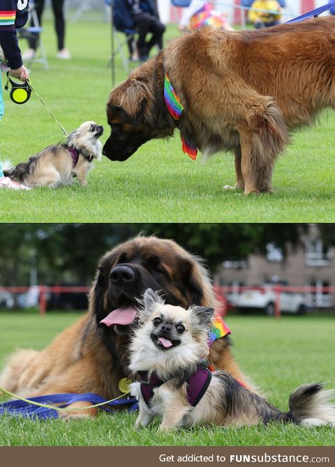 Leonberger and Chihuahua won 1st and 2nd place at local dog show