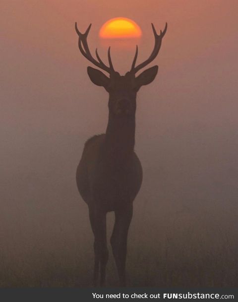 Deer standing perfectly in front of a sunset