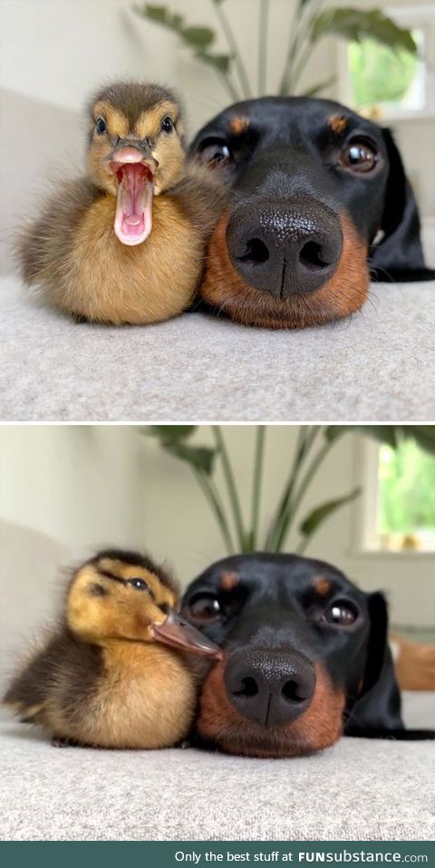 Duck and Dog friends posing for a couple of pictures