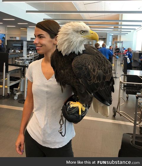 Clark the bald eagle out of his carrier while going through security