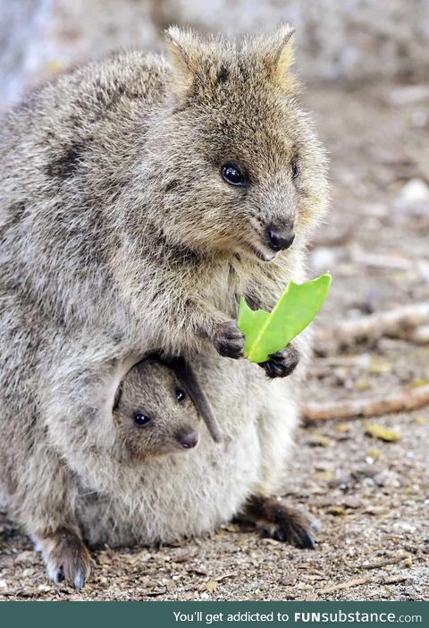 Quokka with baby in pouch