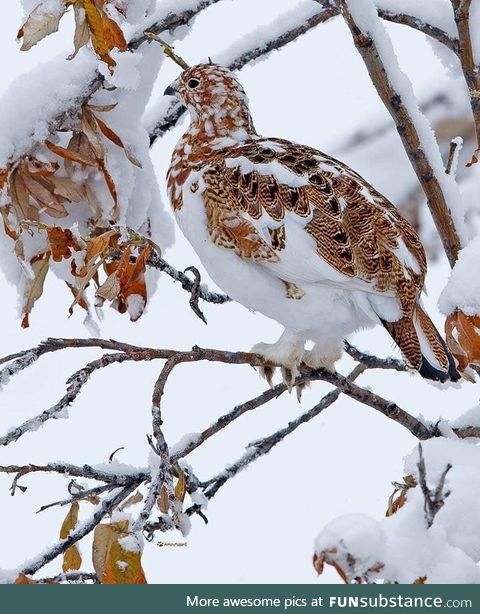 Perfect camouflage