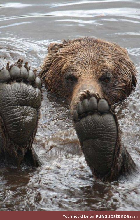Bear Feets