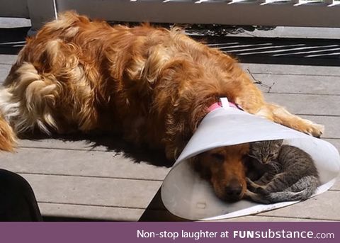 Suddenly, The Cone Of Shame Isn't So Bad