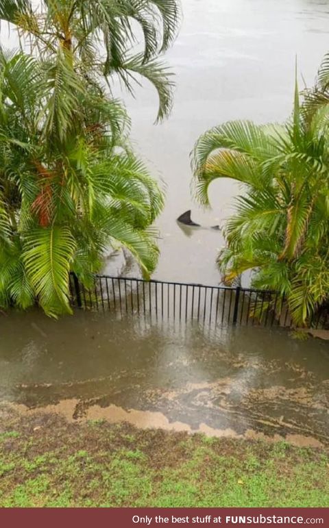 Bull Shark at the back fence due to recent flooding, Gold Coast, Australia