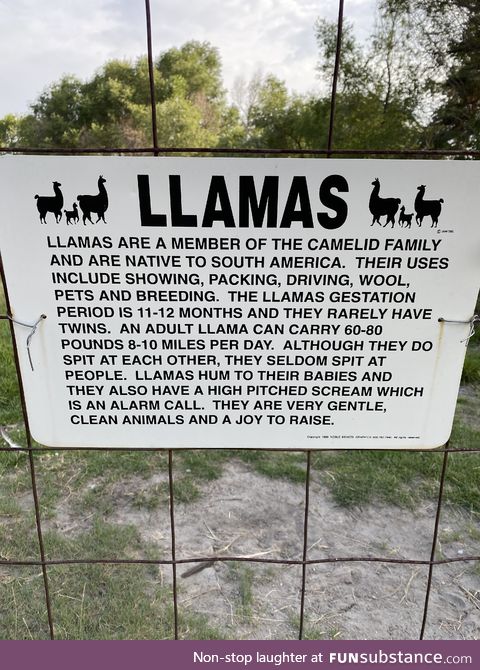 Llamas are a joy to raise, allegedly