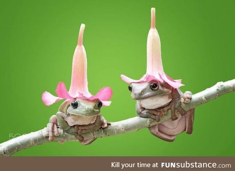 Froggo Fun #402 - Hat Buddies