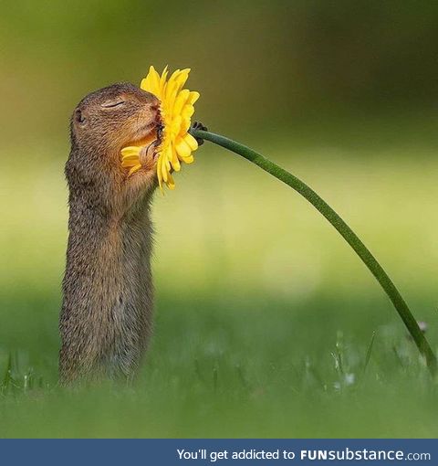 Squirrel smelling a flower