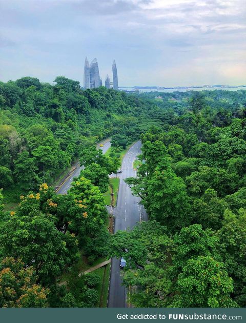 For such an urban city, Singapore has some beautiful greenery