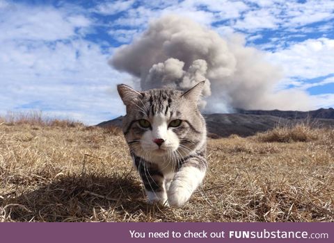 Nuclear kitty.