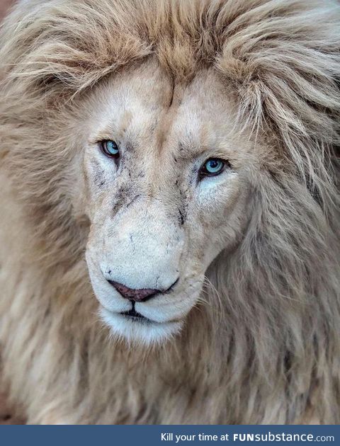 This lion must have been a model
