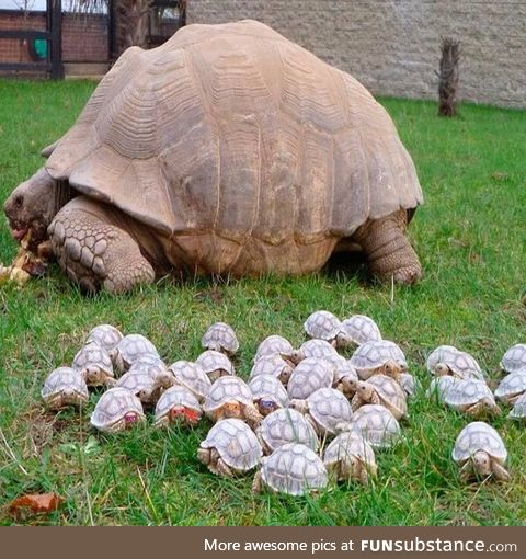 Old turtle with her babies