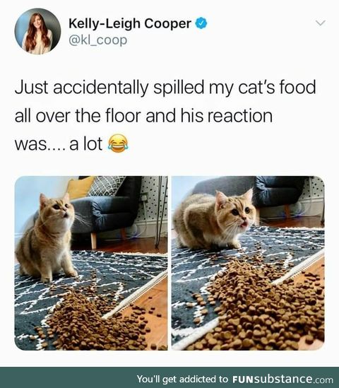 Cat food Spill