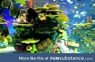 The amazing sea life in the ocean