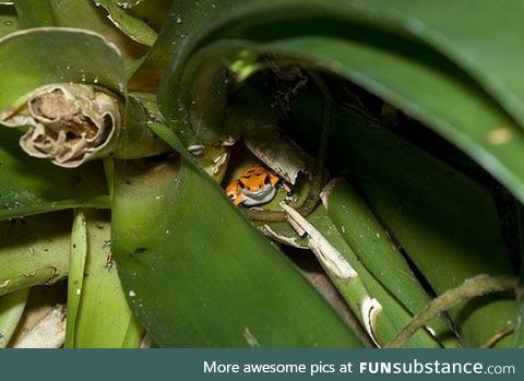 Froggo Fun #410/Special - Happy Women's/Mother's Day!