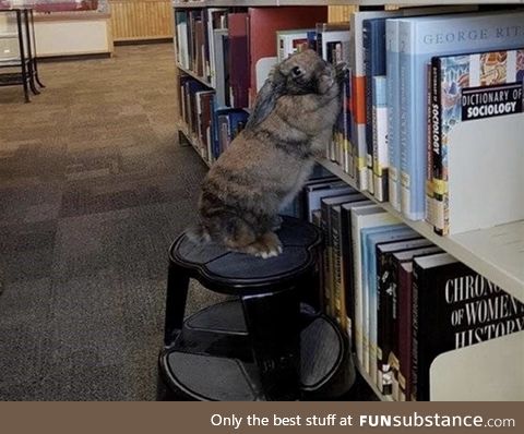 Rabbits make decent librarians