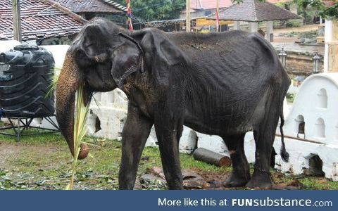 Sri Lanka is being boycotted for marching emaciated elephants for their religious parades