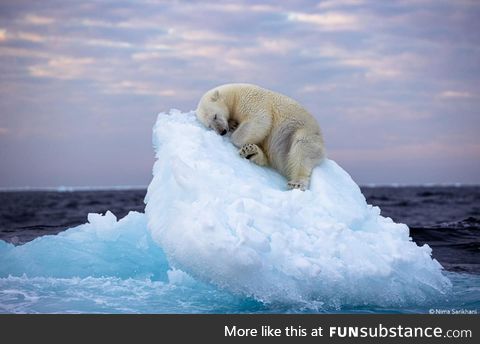 ???? Polar bear taking a nap on an iceberg