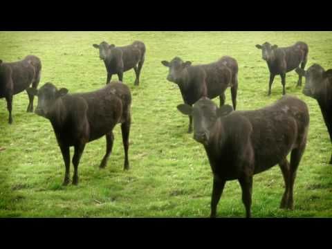 Zero Context #15 - Cows