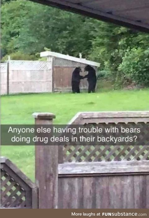Damned bears