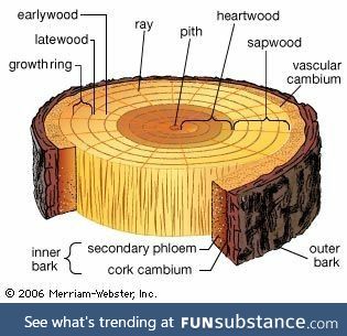 Trunk Anatomy