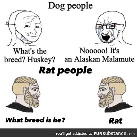 Rat supremacy