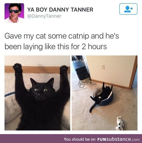 This is his brain on catnip