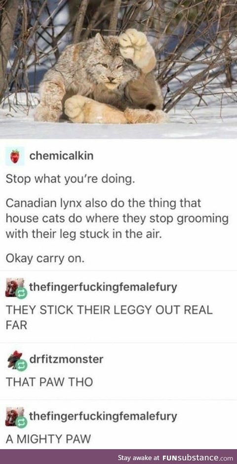 Canadian Lynx