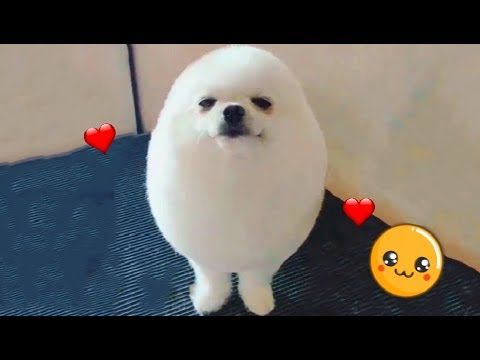 Eggdog? Eggdog