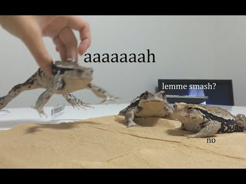 Froggo Fun #439 - Melm!