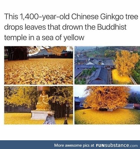 Chinese Ginkgo Tree