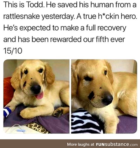 Saved his human from a rattlesnake