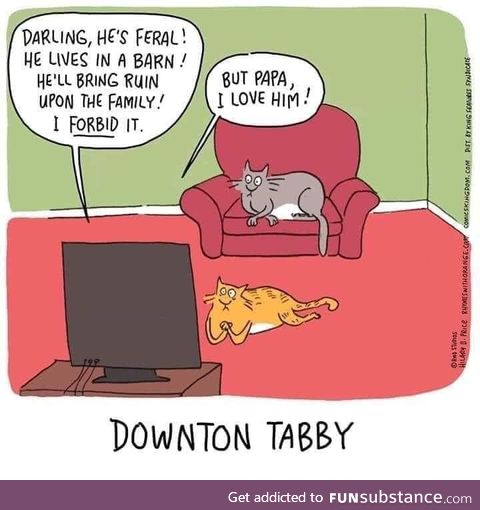 Downton Tabby