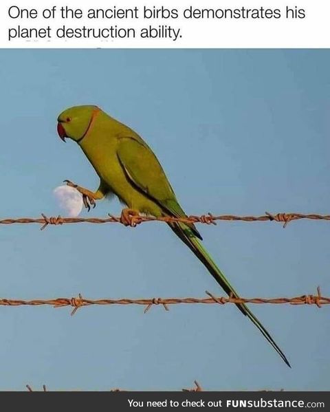 Birb planet destruction
