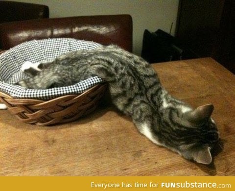 Introducing slinkycat !