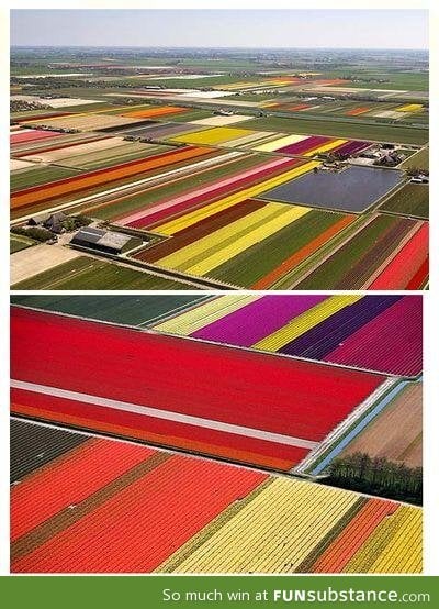 Dutch Tulpi feild! Incredibly beautiful!