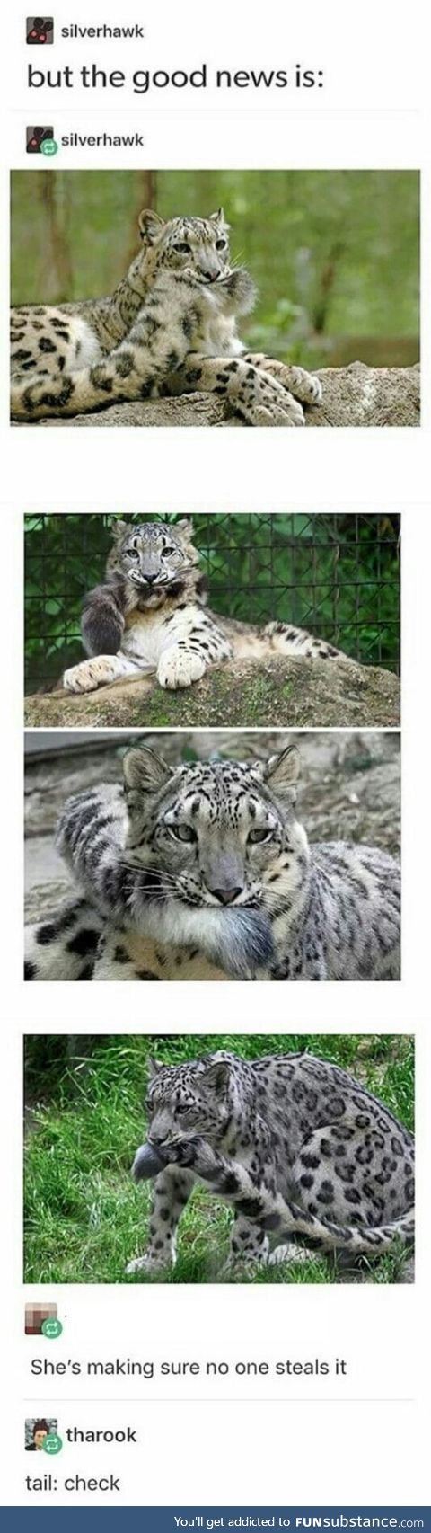 The good news has caught a leopard by its tail